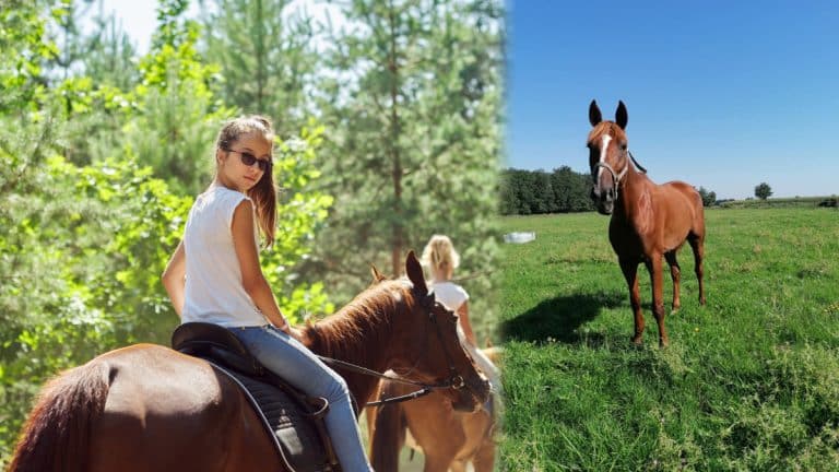 Ride Horses on California’s Wild Beaches: The Dreamy Coastal Adventure You Didn’t Know You Needed